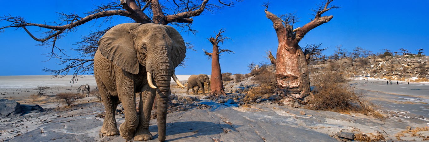 PURE AFRICA